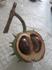 Porcelain Model of a Horse Chestnut Pod and the seeds ( Conkers)