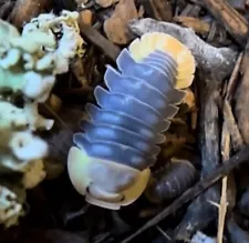 10+ rubber ducky isopods LAG