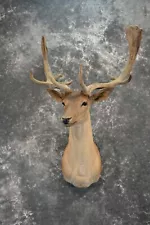 Fallow Deer in Velvet Taxidermy mount for Sale SKU 1054