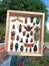 Real Insect Bug Butterfly Taxidermy Display Wood Framed Box Case Collection Gift