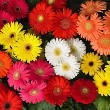 Gerbera Flower Seeds Hybrid Mixed | Gerbera Seeds Hybrid | Gerbera Flower Seeds