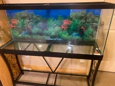 55 Gallon Tank With Stand, Gravel Accessories, Filter And Syphon Hose