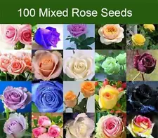 moss rose seeds for sale