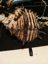 conch shell for sale