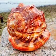 Natural Bull's mouth Helmet Conch Shell Coral Sea Snail Fish Tank Adorn Ornament