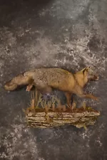 Dark Chocolate Cross Fox full body taxidermy mount for sale * SKU 2053