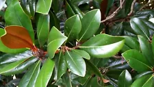 3 Fresh Cut Live Grandiflora Magnolia Branch Tips/10 Leaves On Each Stem