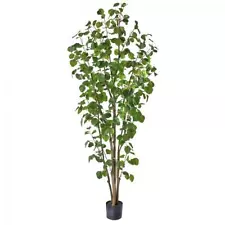 eucalyptus silver dollar tree for sale