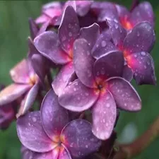 "Queen Purple" FRAGRANT PLUMERIA CUTTING WITH ROOTED 7-12 INCH WITH FREE PHYTO