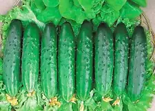 Rare Original Vegetable Cucumber Seeds "April F1". Early. Heirloom Seeds Ukraine