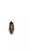 Dubia Roaches - Male Dubia for Feeding / Breeding Pick a QTY