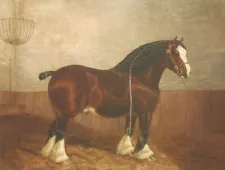 Shire Horse "Rival Chief" by artist Albert Clark Sr & Jr 4X6 Horse Postcard.