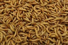 Mealworms