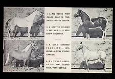 60 Saddle Horses Postcard Treasure Island Cavalcade Palomino Hackney