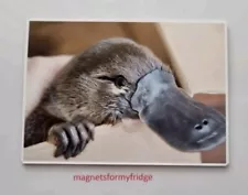 BABY PLATYPUS PHOTO FRIDGE MAGNET - M41