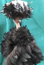 frizzle polish chicken for sale