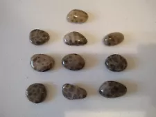 Lot of 10 Petoskey Stones