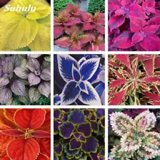 1 Pack 100 Mixed Color Coleus Seeds Coleus Blumei Garden Flower