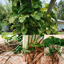 Rare Giant Queen Hawaiian Golden Pothos 15 Node Cutting Rooted + 2 Cutting Free