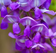 Wisteria floribunda DARK PURPLE - -