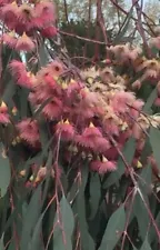 Eucalyptus sideroxylon - 100 Seeds - Red Ironbark