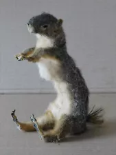 Taxidermy Squirrel