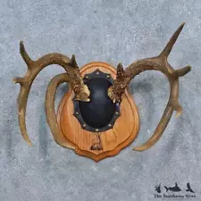 #15339 P | Whitetail Deer Antler Plaque Taxidermy Mount For Sale