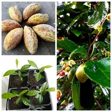 15-60 Ceylon Olive Seeds Wild Olive Elaeocarpus Serratus for Planting live seeds