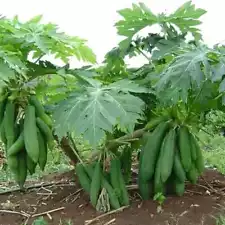 Kingsland Papaya 150+ Seeds Carica papaya L Giant Papaya