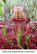 Seed PURPLE PITCHER PLANT Sarracenia Purpurea Carnivorous RED VEINS Hardy Seeds