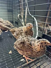 Jumbo Wilds Coturnix quail hatching eggs for sale