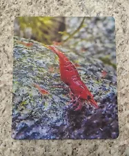 Neocaridina Shrimp with Babies COMPUTER MOUSE PAD Fire Red Cherry Aquascaping