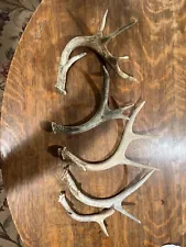 5 unique antler sheds-smaller in Size