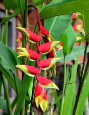 3+ HELICONIA ROSTRATA HANGING LOBSTER LIVE RHIZOME EXOTIC TROPICAL PLANT ROOTS