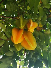 carambola tree for sale