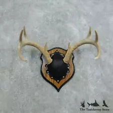 #18440 E+ | Whitetail Deer Antler Plaque Taxidermy Mount For Sale