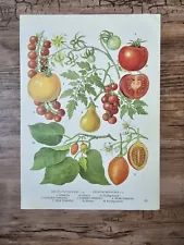 Vintage Botanical Print Tomato Plant Yellow Pear Cherry Tomato Illustration Art