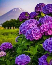 1 Pack 50 Purple Hydrangea Flower Seeds Hydrangea macrophylla Garden Flowers