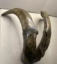 RAMS HORNS ANTLERS HUNTING HUNTER TROPHY TAXIDERMY