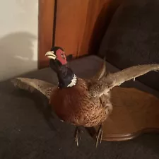 pheasant taxidermy mounts for sale