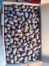 Pecan Tree Seeds One Dozen (12 Seeds) plus 2 Extra Seeds for free