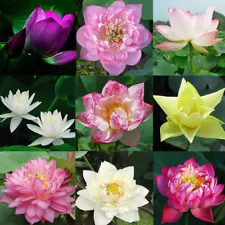 20pcs/pack Lotus Seeds Nelumbo Nucifera Aquatic Water Plant Pond Bonsai Flowers