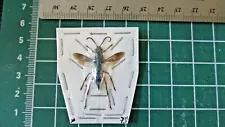 Beautiful -Rare!- Hunting Wasp - Hymenoptera ++ 2 Tarantula Hawk Wasps!!