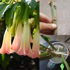 Angel Trumpet Stem Live Plant Rare Cutting Root 03 Ready To Planting Easy Grow