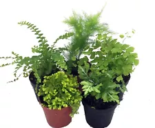 Mini Ferns for Terrariums/Fairy Garden - 5 Different Plants-2" Pots - FREE SHIPP