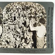 Picking Thompson's Seedless Grapes Stereoview 1920s Fresno California Farm A2664