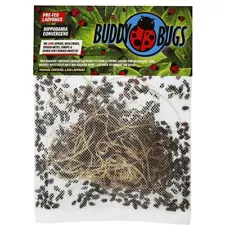 Buddy Bugs 1500 Fresh Live Ladybugs for Garden | Guaranteed Live Delivery