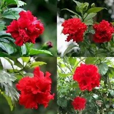 Hibiscus Double Petal Live Plant Red Natural High Quality Organic Cuttings