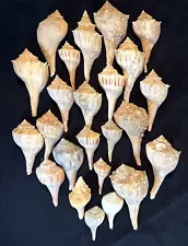 Lightning Whelks Sea Shell Lot 2.5 to 5 inches