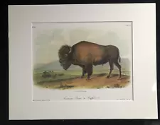 Audubon's "American Bison or Buffalo"-Matted Art Print